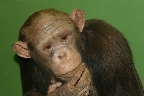 Comparative Genomics of Humans and&nbsp;Chimpanzees