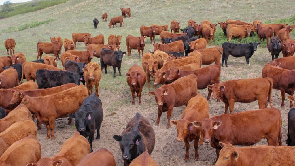 Commentary on Surah al-An‘ām&nbsp;(6:95–105)