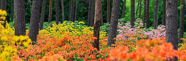 All that is in the heaven and the earth glorifies&nbsp;Allah