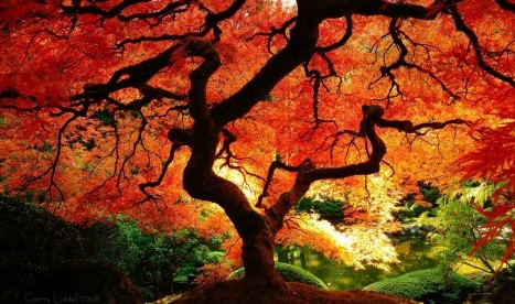 Carl Sagan Unwittingly Offering Commentary of a Quranic Verse About Humans and&nbsp;Plants