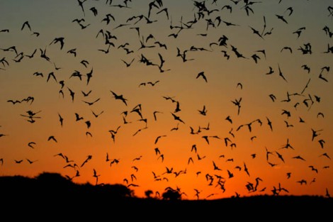 Bats are Mammals, But According to the Quran They Are Birds Singing God’s&nbsp;Praises