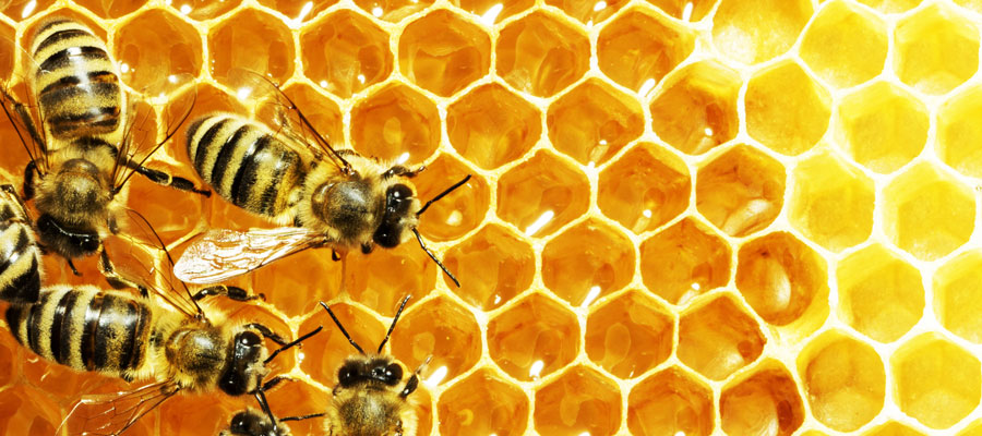 The Female Bees and the Male Bees, How Did the Quran&nbsp;Know?