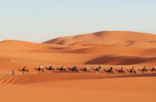 From North American Rainforests to Arabian Sands: The Epic Evolution of&nbsp;Camels