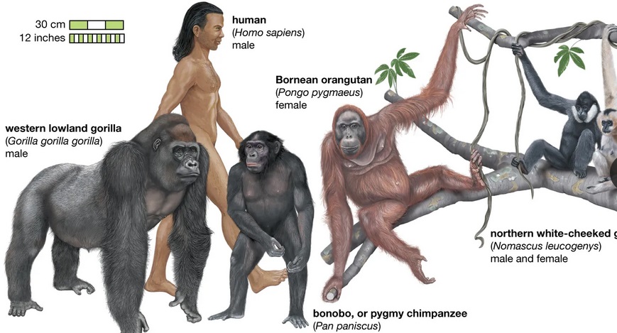 Genetic and Congenital Diseases: Evidence for Evolution and the Case for Guided&nbsp;Evolution