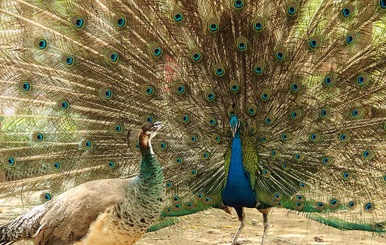 Beauty in Nature as a Path to God: An Islamic&nbsp;Perspective