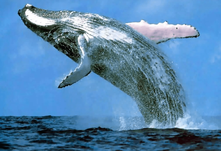 The Grand Show on Earth: From Embryology to Evolution to&nbsp;Afterlife