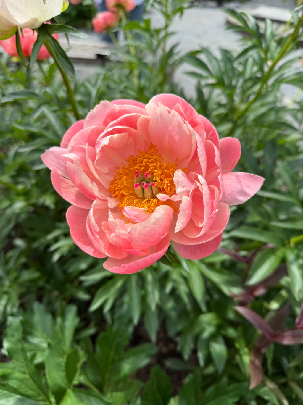 The Testimony of Beauty: How Natural Aesthetics Points Toward Divine&nbsp;Design