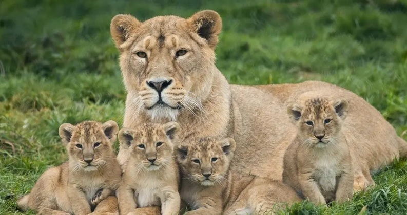 Arguing the Afterlife from the Miracle of Mammalian&nbsp;Pregnancy