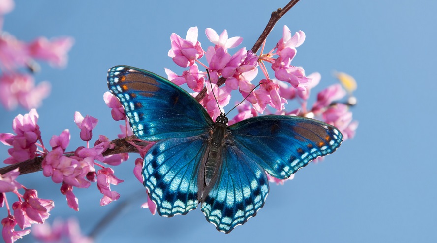 Guided Evolution and the Beauty of Butterflies: A Commentary on Qur’an&nbsp;32:7