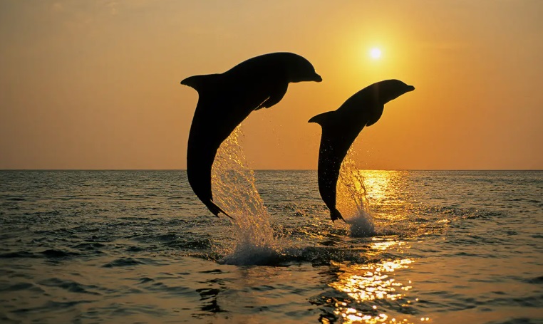 Embryological Insights into Common Ancestry: Mammalian Development, Evo-Devo, and Theistic&nbsp;Evolution