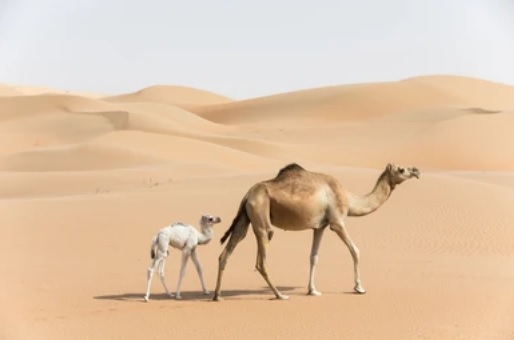 Surah 81 (Al-Takwīr) – A Thematic Commentary: Prophecies About the Latter&nbsp;Days