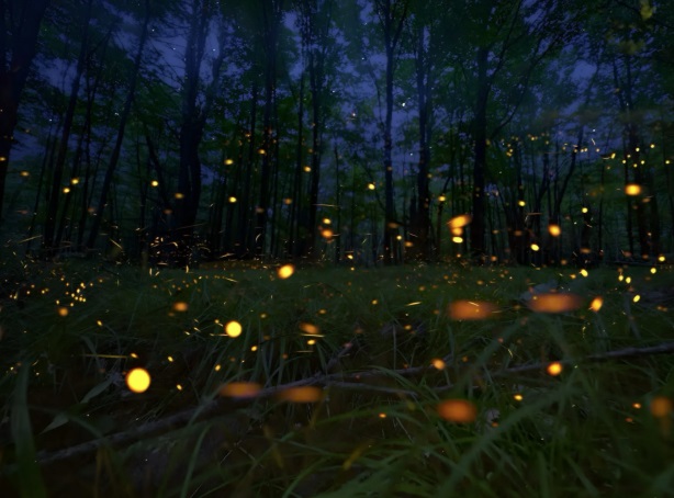 Beauty in Nature as a Path to God: Fireflies and Guided&nbsp;Evolution