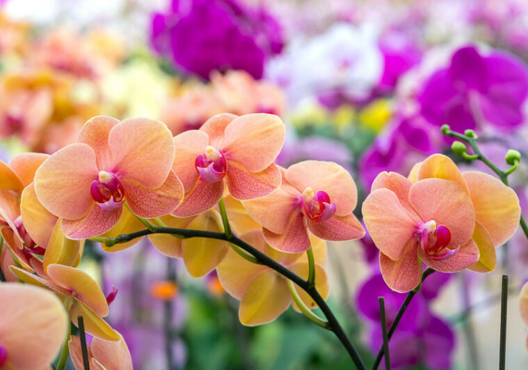 Beauty, Diversity, and Purpose in Orchids: An Evolutionary and Philosophical&nbsp;Exploration