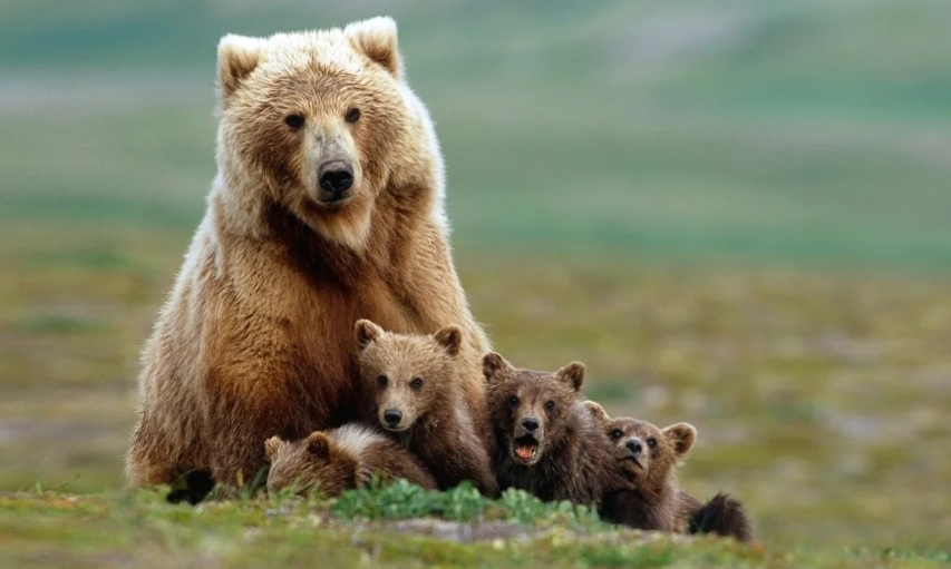 Viral Architects of the Placenta: Endogenous Retroviruses in Mammalian Evolution and the Convergence of Science and&nbsp;Revelation