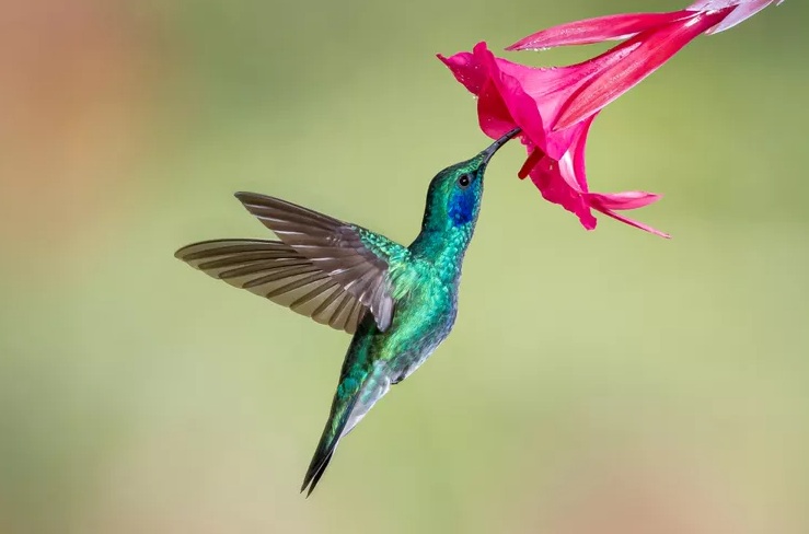 The Suspended Gem: An Exhaustive Analysis of Hummingbirds Aerodynamics, Physiology, and the Cosmic Liturgy of&nbsp;Flight