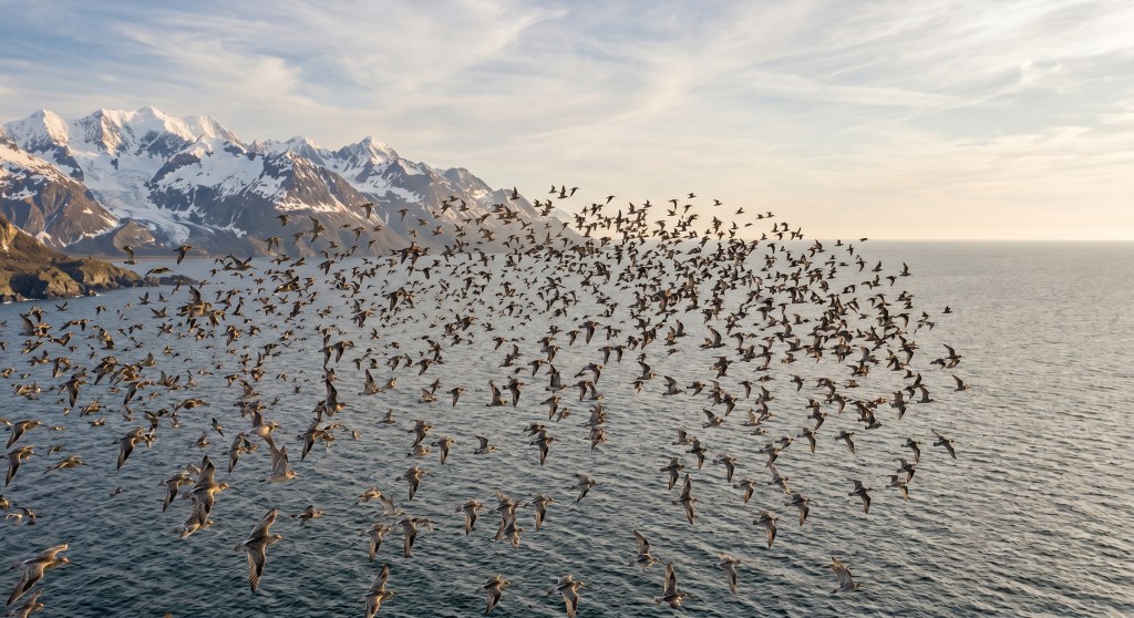 The Avian Transcendence: Biological Architecture, Trans-Pacific Migration, and Divine Governance in the Bar-tailed Godwit (Limosa lapponica&nbsp;baueri)