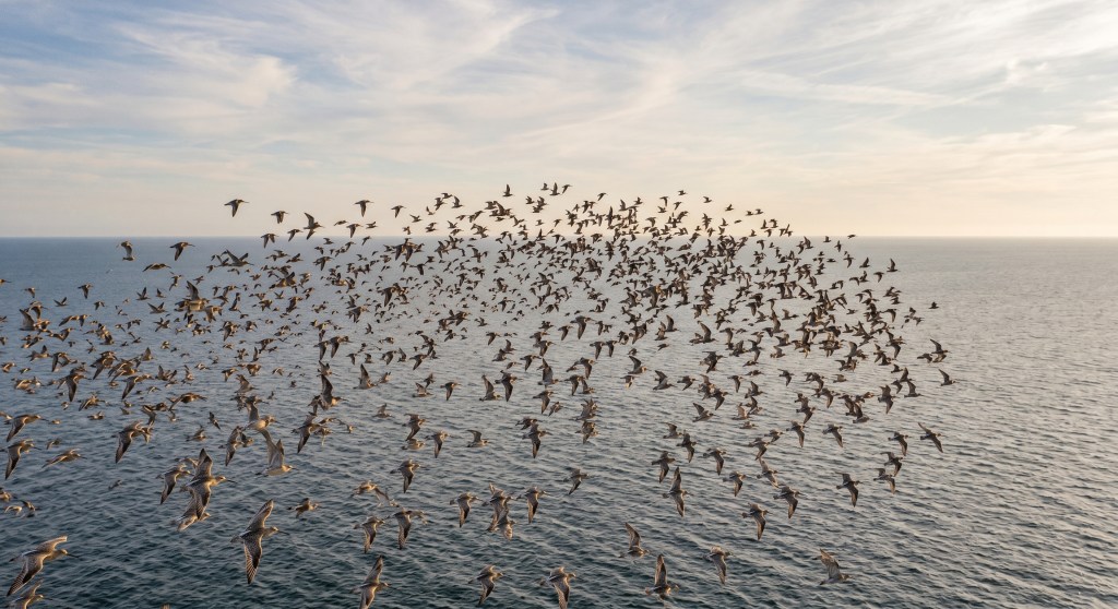 The Avian Transcendence: Biological Architecture, Trans-Pacific Migration, and Divine Governance in the Bar-tailed Godwit (Limosa lapponica&nbsp;baueri)
