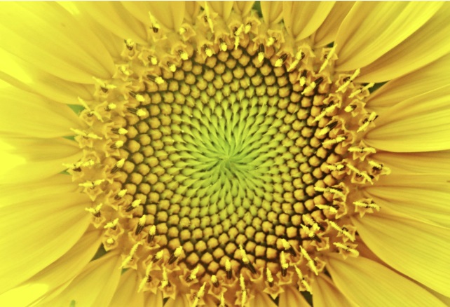 The Golden Ratio and the Sunflowers
